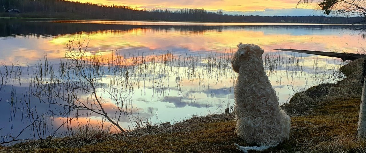 Kennel Irish Erasmus